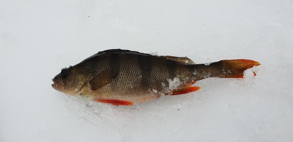 Ловля окуня на незнакомом водоеме зимой 00004.JPG